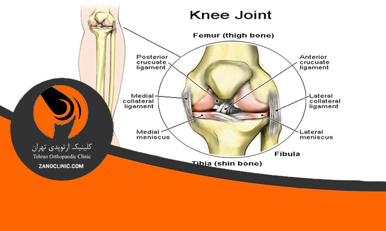 ساختار مفصل زانو