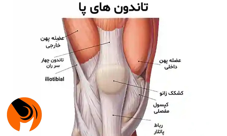 تاندون و ماهیچه های زانو