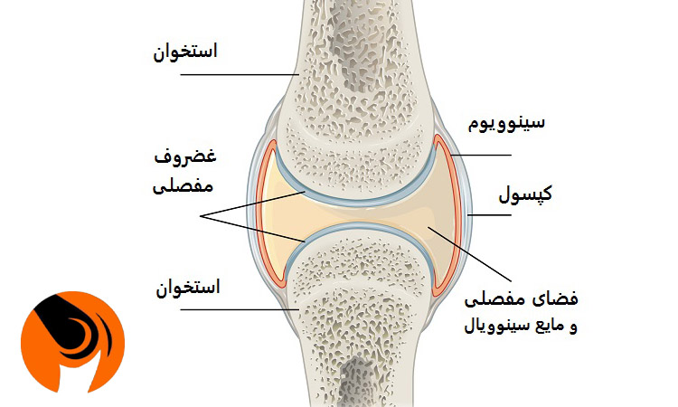 کپسول مفصلی زانو