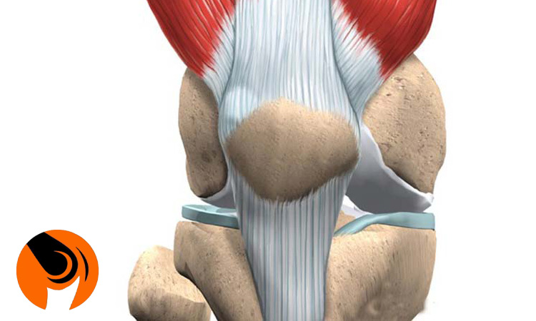 آناتومی زانو سه بعدی و شناخت ساختار داخلی آن
